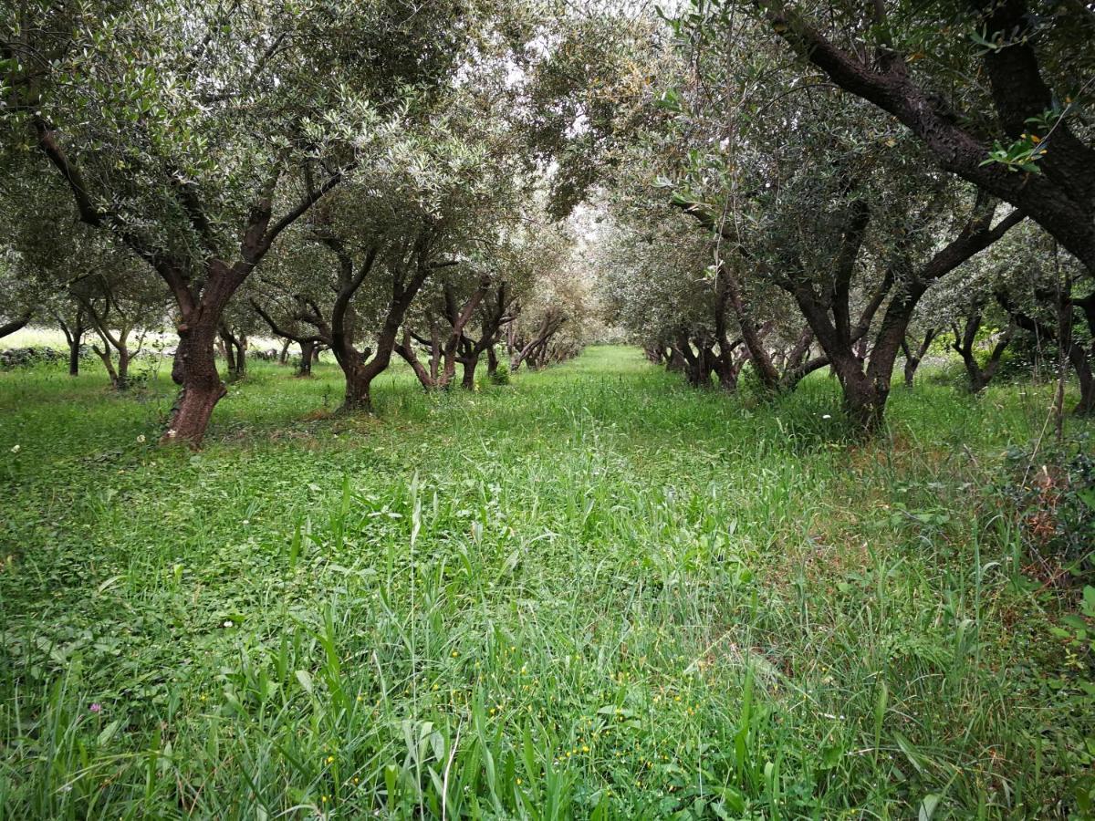 Вилла Ecohouse Oliveglia Сило Экстерьер фото